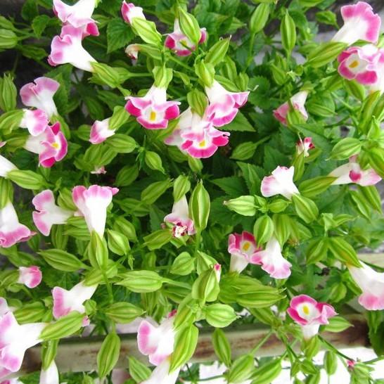 Hạt giống hoa Mắt Nai Mix - 10hat/gói