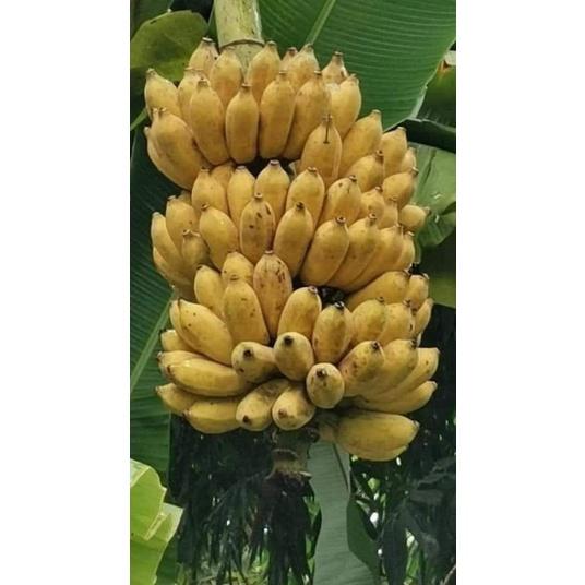 CÂY GIỐNG CHUỐI SÁP NGHỆ CẤY MÔ SIÊU SỚM