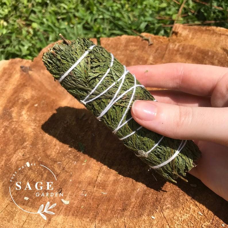 XÔNG NHÀ MỚI, MỪNG TÂN GIA (Tuyết tùng - Cedar)_VƯỜN XÔ THƠM