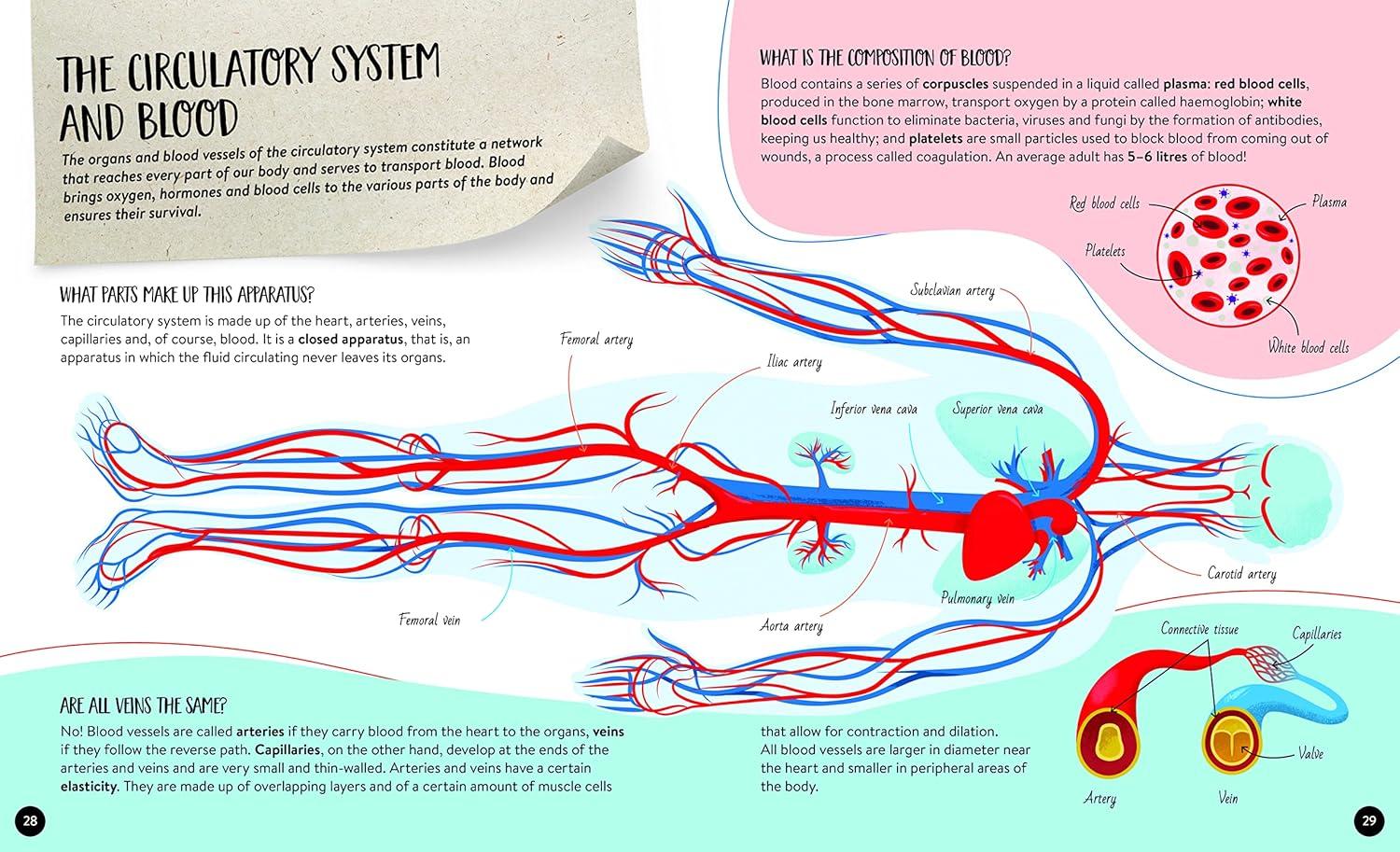 Sách ngoại văn: What How Why Human Body
