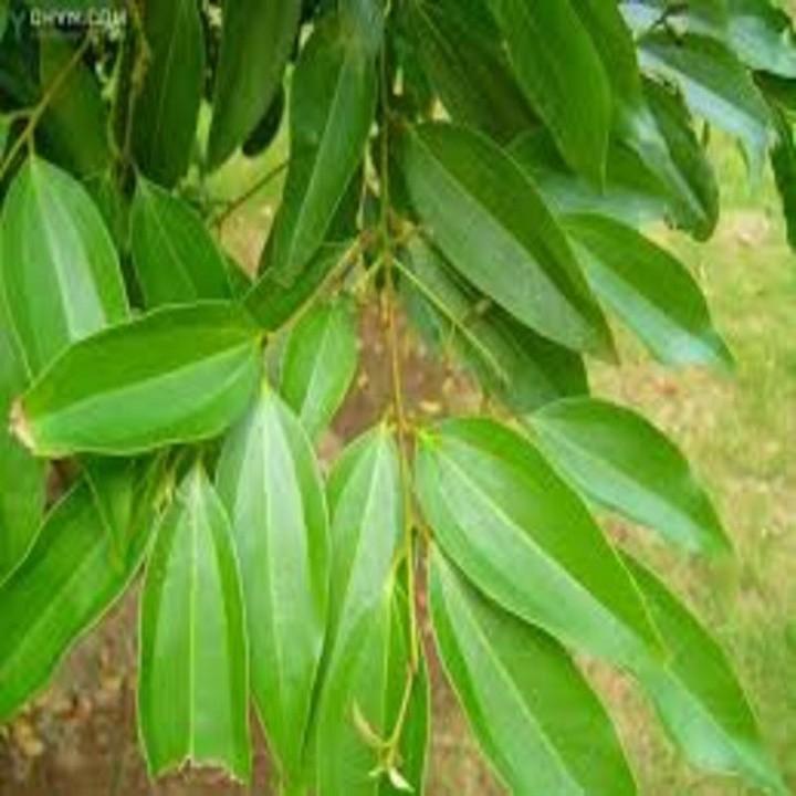 COMBO 2 BẦU CÂY QUẾ GIỐNG