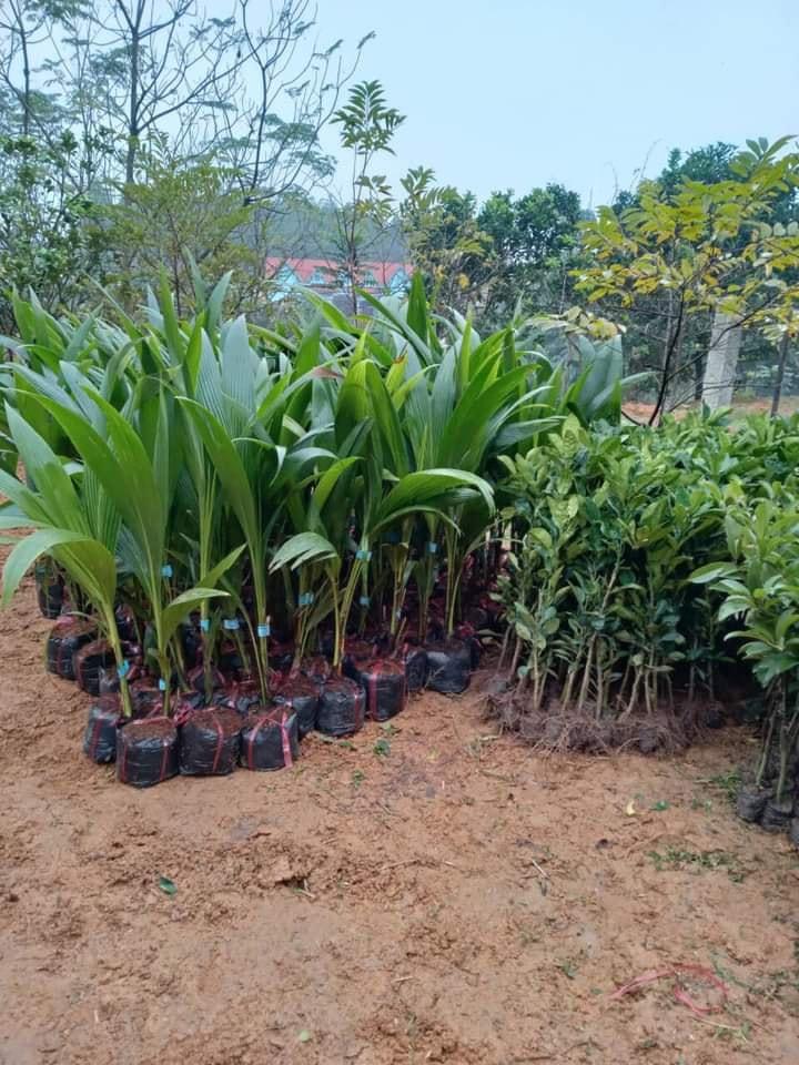 CÂY GIỐNG DỪA XIÊM LÙN