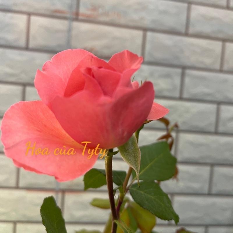 Hoa Hồng ngoại corail cam- bầu to cây trưởng thành