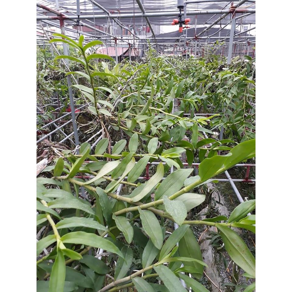 Đầu phun sương 5 cửa