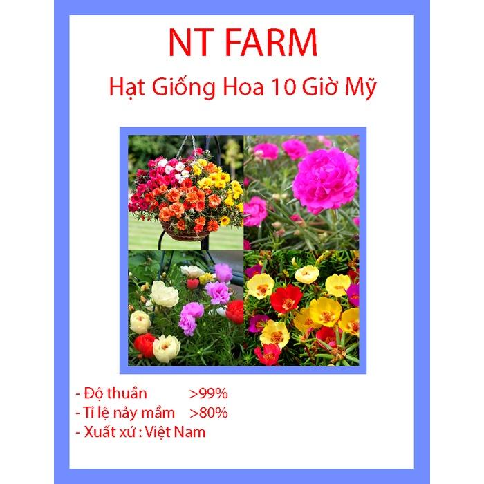 hạt giống hoa 10 giờ kép mix màu gói 200 hạt TXBTD DDXL