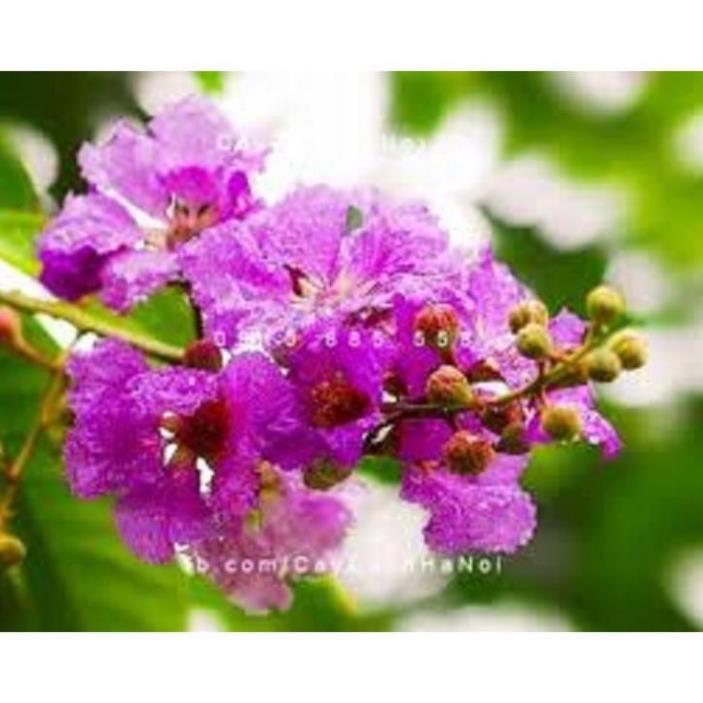 Combo 3 CÂY BẰNG LĂNG TÍM,BẦU CÂY LỚN CAM KẾT CHUẨN GIỐNG F1