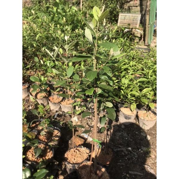 Combo 3 cây sim ăn quả cao 60cm