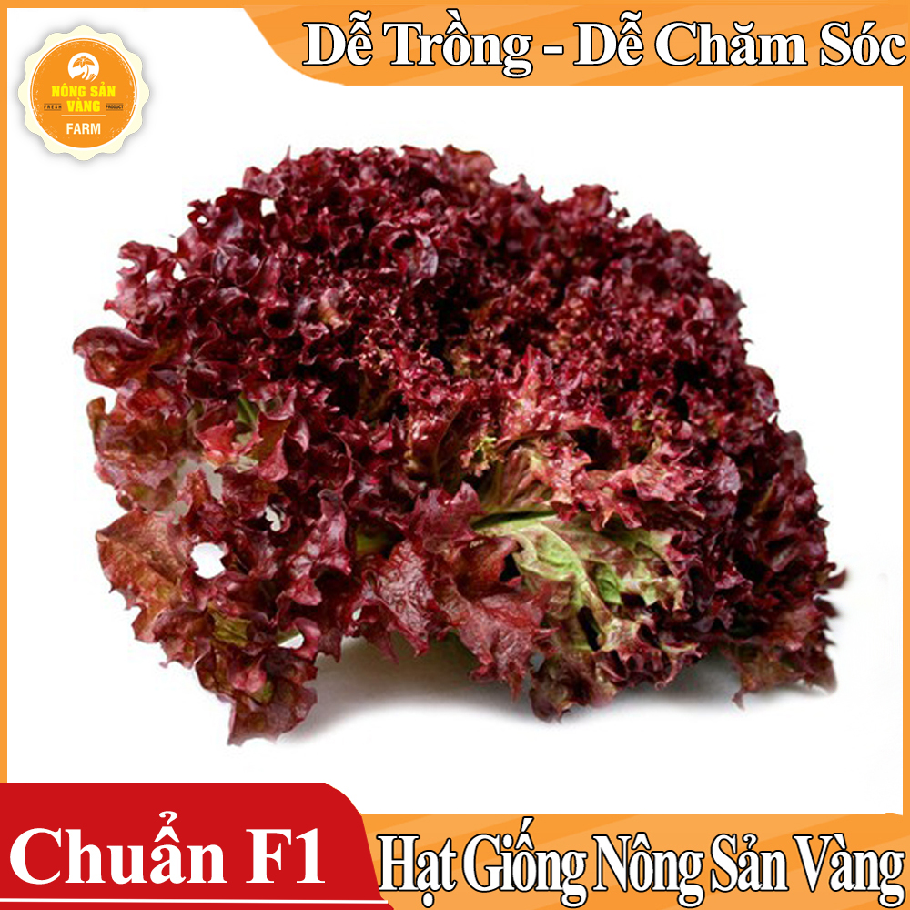 Hạt giống Xà Lách Tím Năng Suất Cao