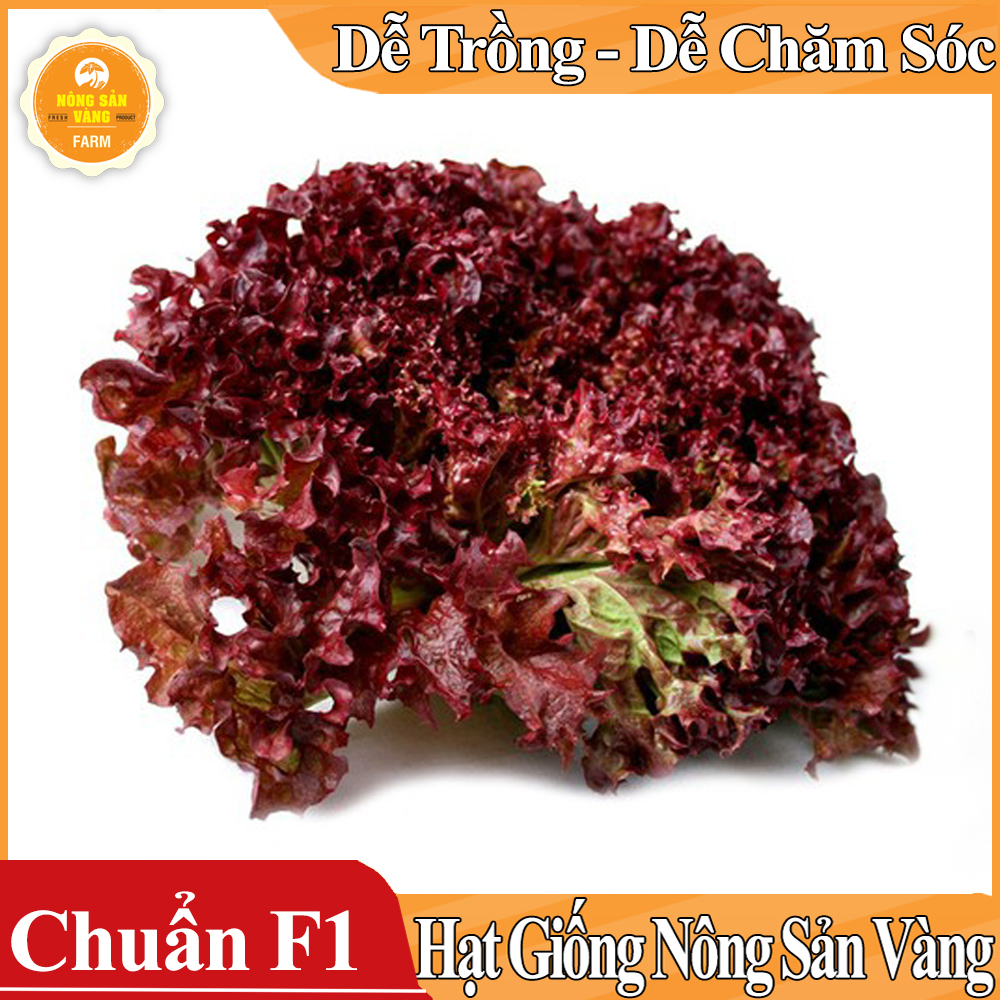 Hạt giống Xà Lách Tím Năng Suất Cao ( Gói 1 Gram ) - Nông Sản Vàng