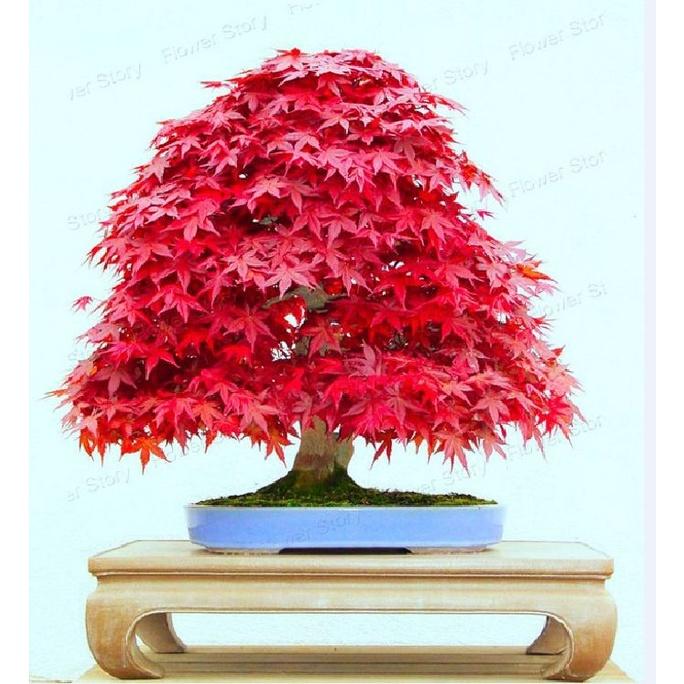 Hạt giống cây Phong Lá Đỏ Nhật Bản ( gói 10 hạt tặng gói kích hạt nảy mầm)
