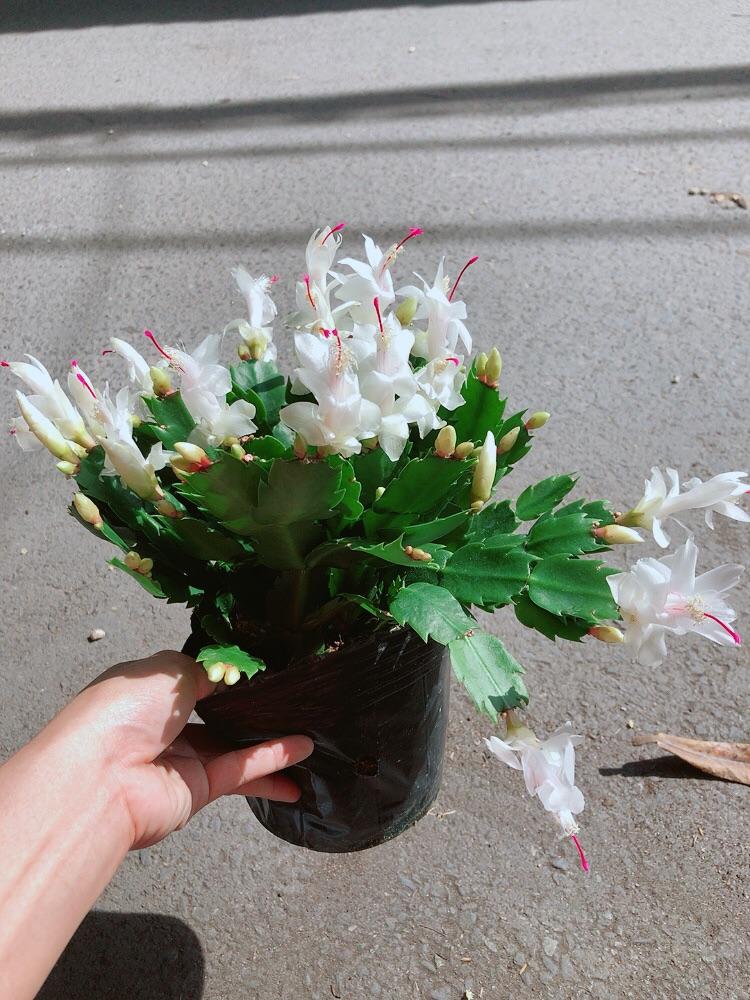 Chậu Hoa Tiểu Quỳnh Màu Trắng