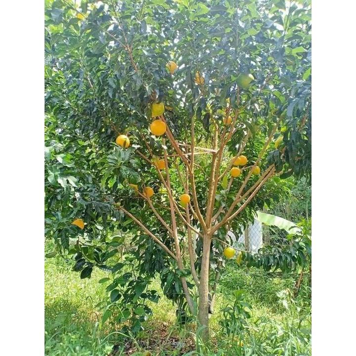 Cây giống Vú sữa Hoàng Kim thực sinh