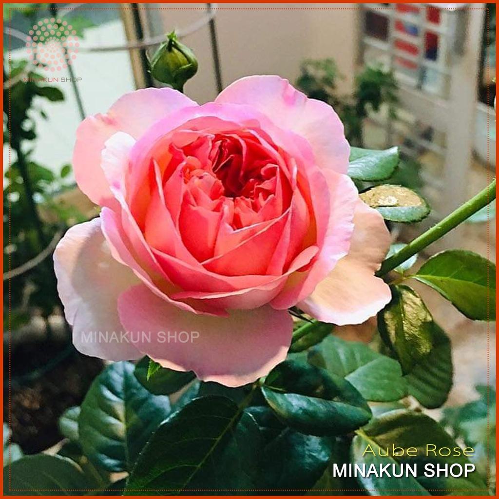 Hoa hồng ngoại Aube Rose siêu đẹp cực hot