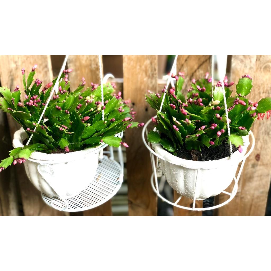 Chậu hoa Tiểu Quỳnh màu cam