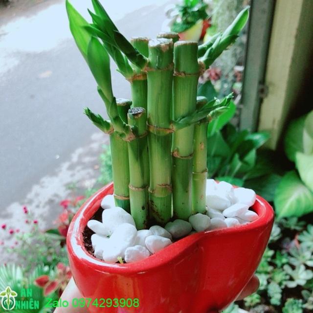 Chậu Trúc Phát Tài