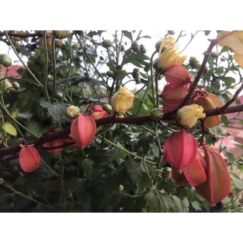 Cây giống khế 3 màu