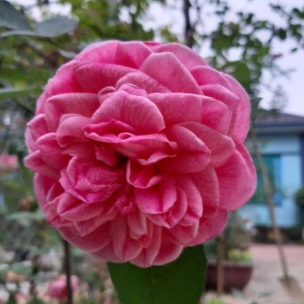Sản phẩm CÀNH CHIẾT SAPA