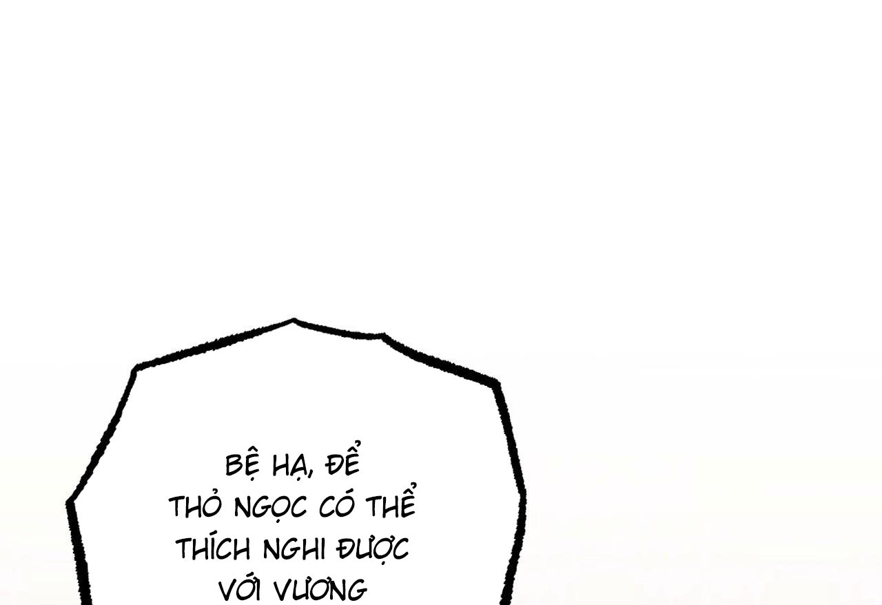 những chú thỏ của hapypy chapter 62 245