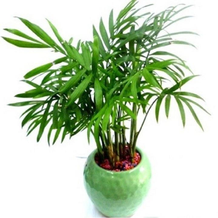 Cây cau tiểu trâm