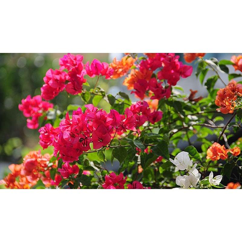 CÂY GIỐNG HOA BÔNG GIẤY