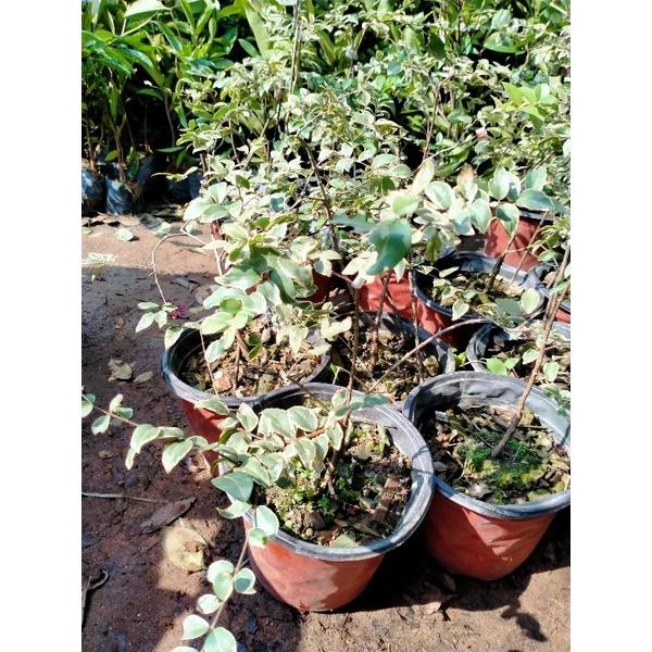 CÂY GIỐNG NHO THÂN GỖ CẨM THẠCH QUẢ 7 MÀU cây giống thuần chủng F1