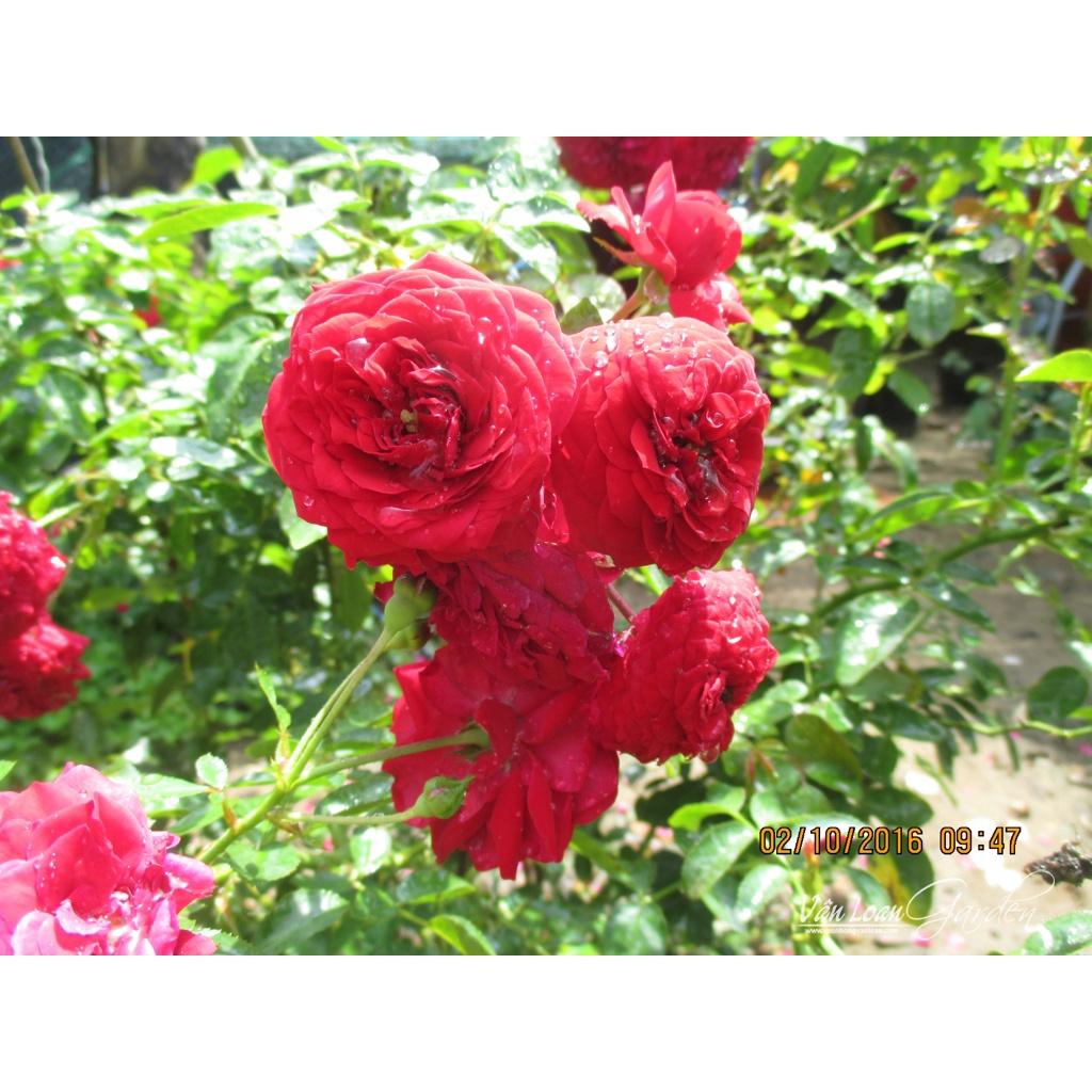 Hoa hồng ngoại Red Riding Hood - bầu to cây trưởng thành