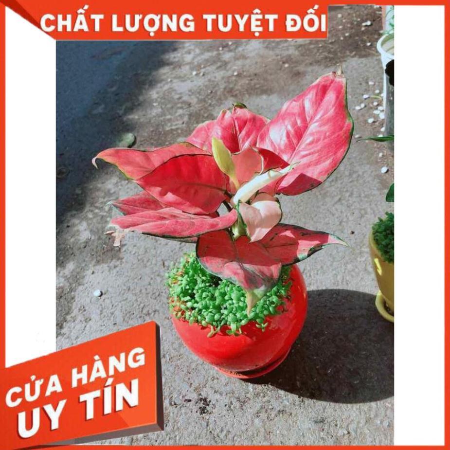 Chậu Vạn Lộc Nhiều Người Mua
