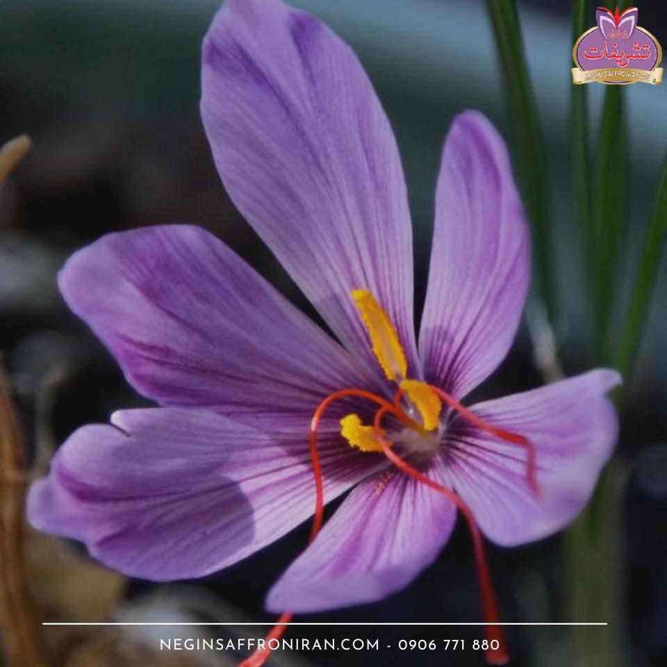 Nhụy hoa nghệ tây Tashrifat Saffron loại chuẩn Negin (1 Grams)
