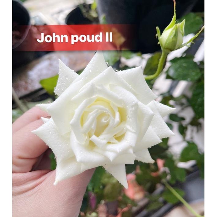 Hoa Hồng thân gỗ dáng tree kellog và john poud II ghép