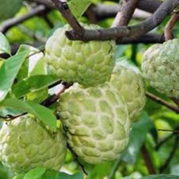 Cây giống na dai