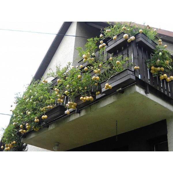 Hạt giống dưa hấu siêu ngọt F1 pepino 4 hạt/gói