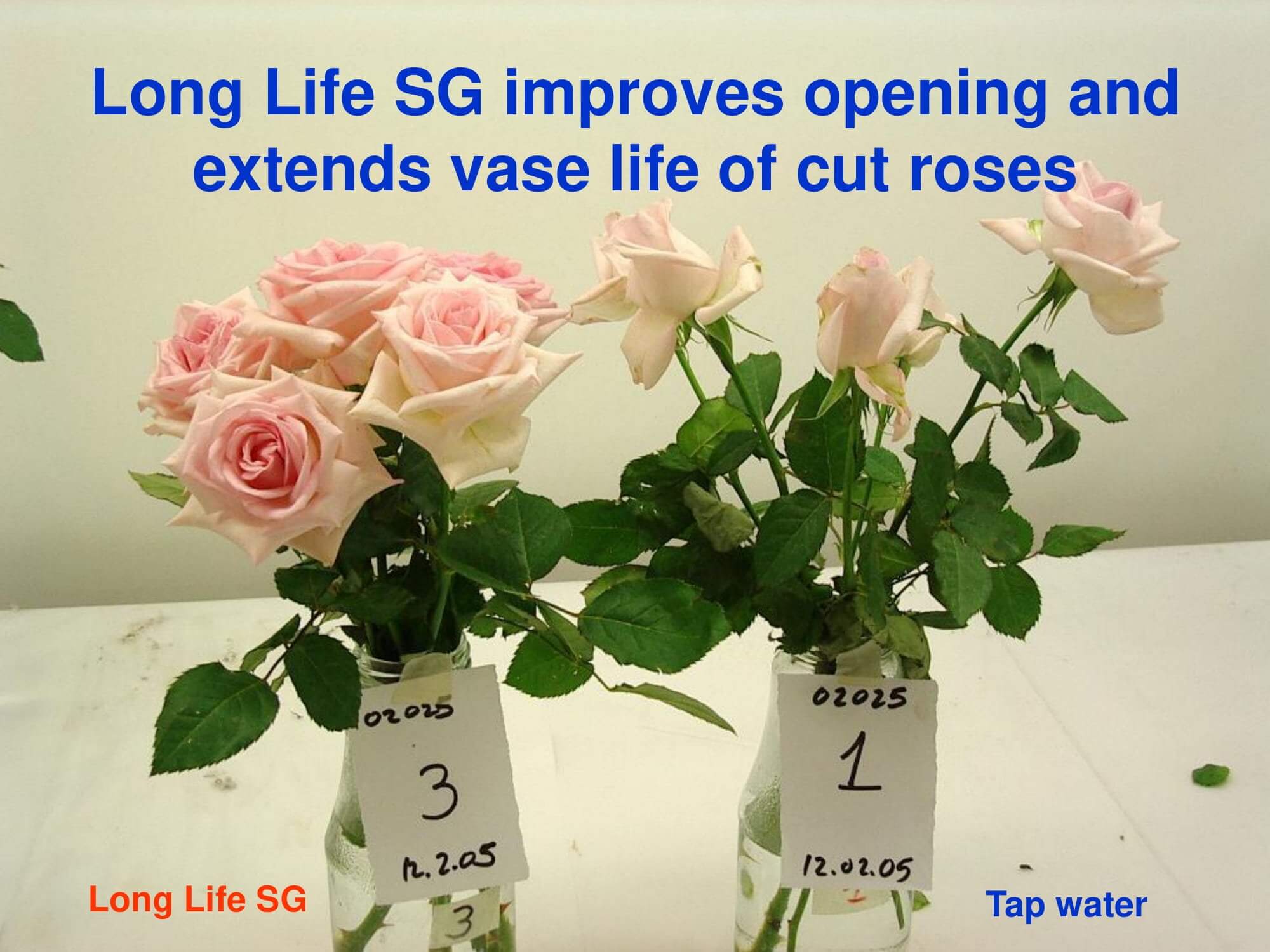 Dưỡng hoa tươi lâu Lọ 1kg hiệu Long life Israel dưỡng hoa tươi dùng cho shop hoa