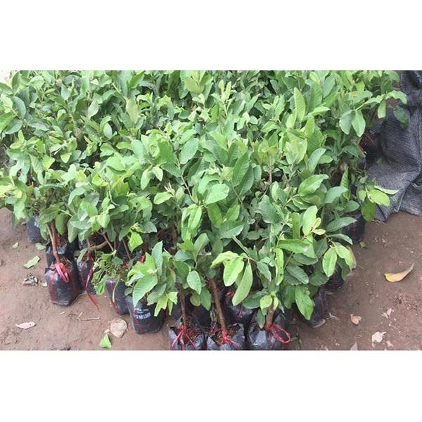 CÂY GIỐNG ỔI NỮ HOÀNG SIÊU NGON SIÊU QUẢ