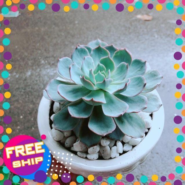 Chậu Sen Đá Hồng Phấn Size Đại
