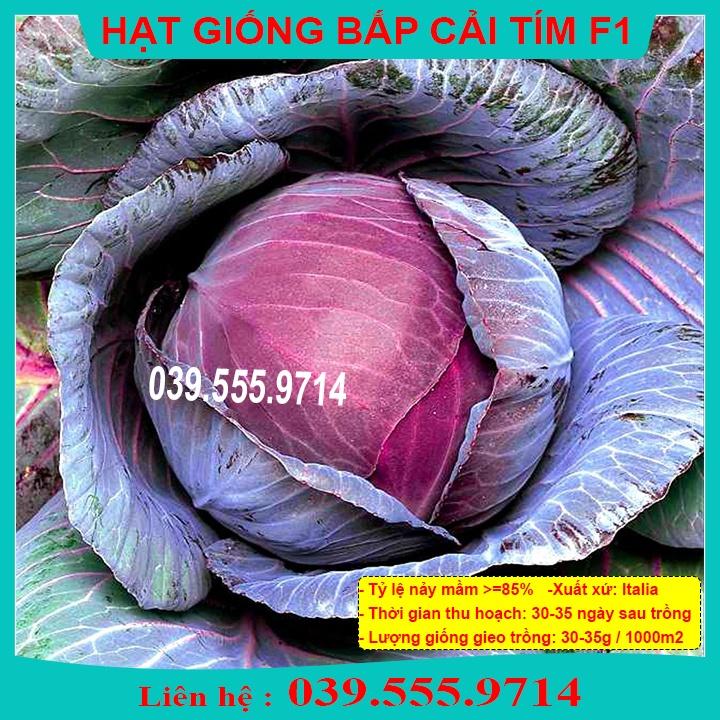Hạt Giống Cải Bắp Tím 1gram - Năng Suất Cao