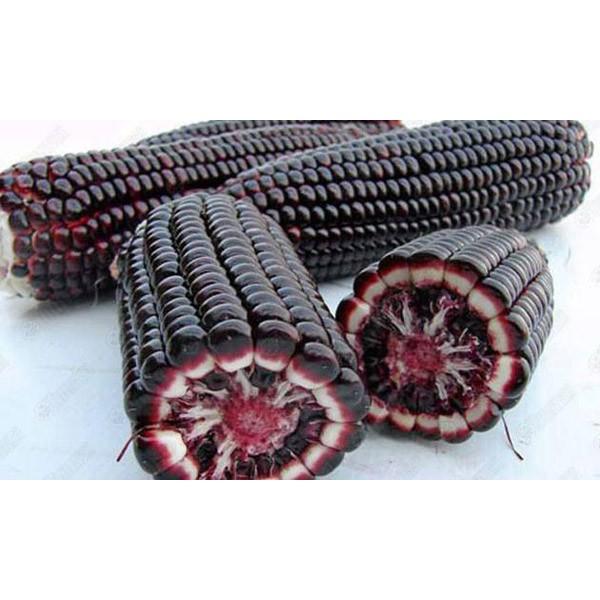 Hạt giống ngô nếp tím