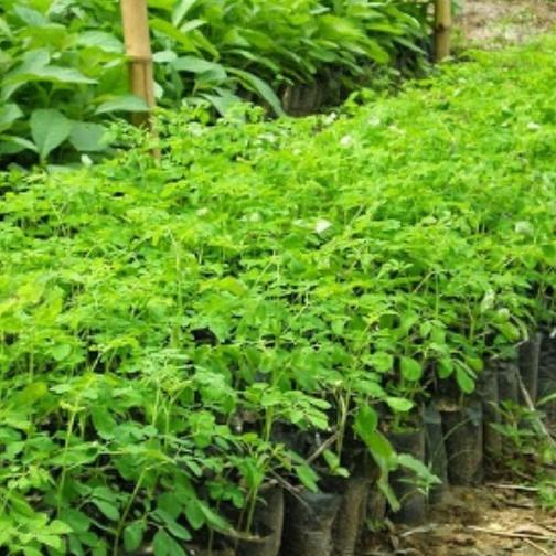 Hạt Cây Giống Chùm Ngây F1-Gói 20 hạt/tặng kèm gói phân bón lót