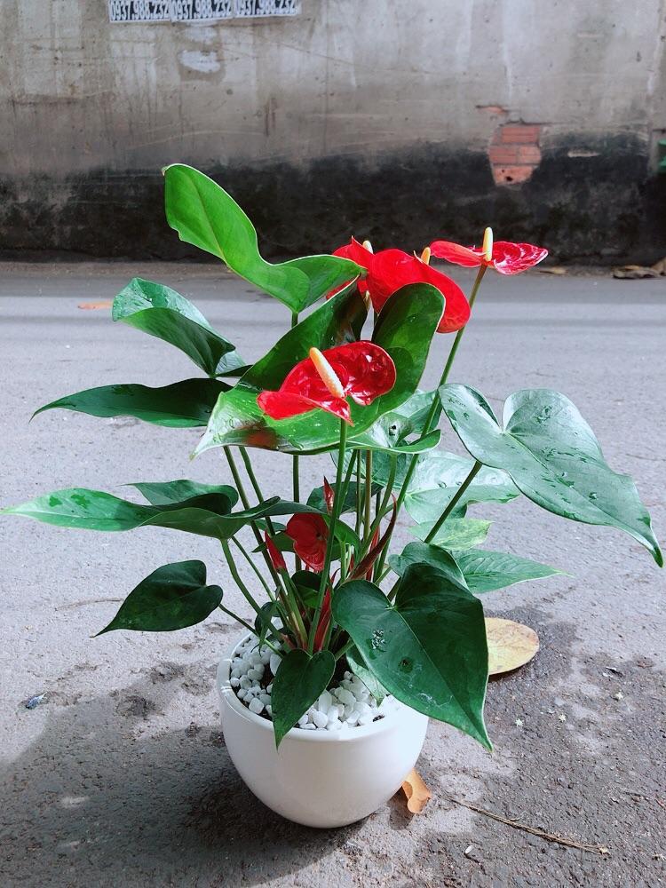 Chậu Cây Hồng Môn