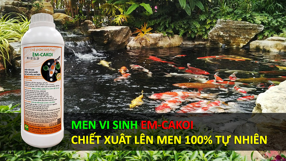 Chế phẩm EM xử lý ao hồ nuôi Cá Koi, Cá Cảnh - Làm trong sạch nguồn nước - Ức chế tảo lam - Khử mùi hôi tanh - Vi sinh gốc lên men 100% Tự Nhiên