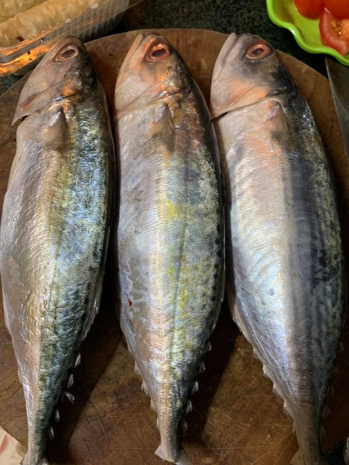 CÁ BẠC MÁ TƯƠI