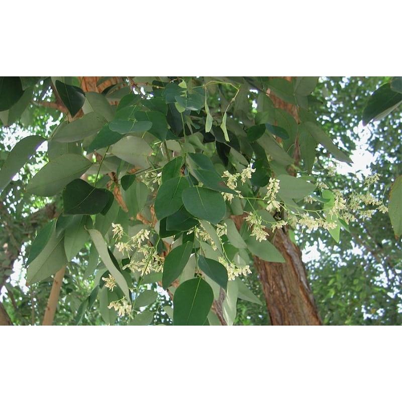 CÂY GIỐNG GIỐNG CẨM LAI rừng. .