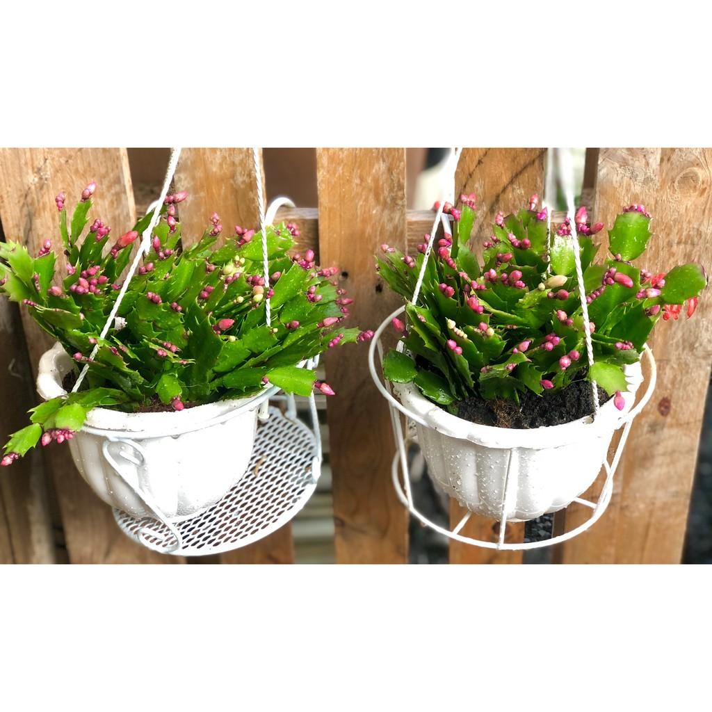 Chậu hoa Tiểu Quỳnh màu cam
