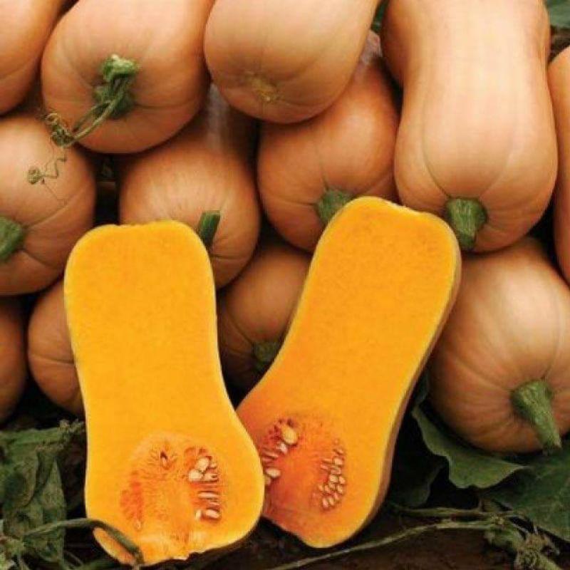 Hạt Giống Bí Ngô Mật Butter F1 Ngon Ngọt Dễ Trồng Gói 10G - Khu Vườn Ban Công