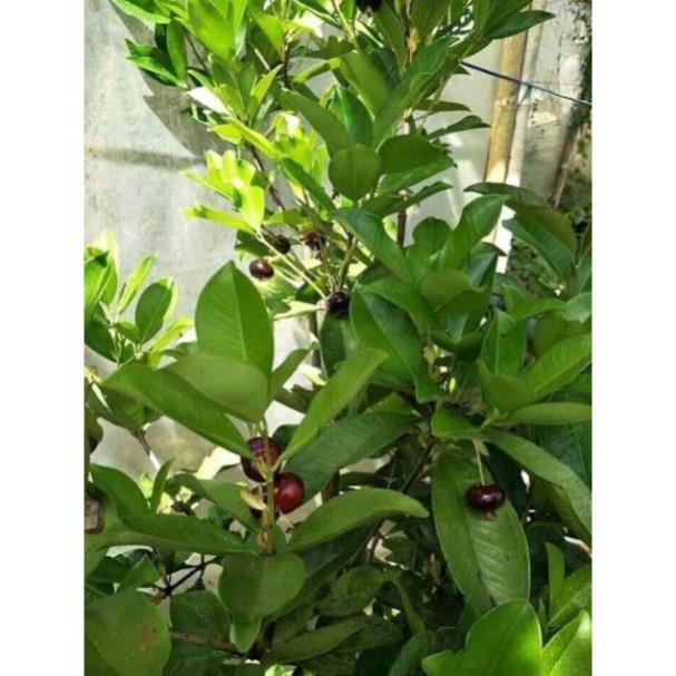 Sản phẩm CÂY GIỐNG CHERRY BRAZIL