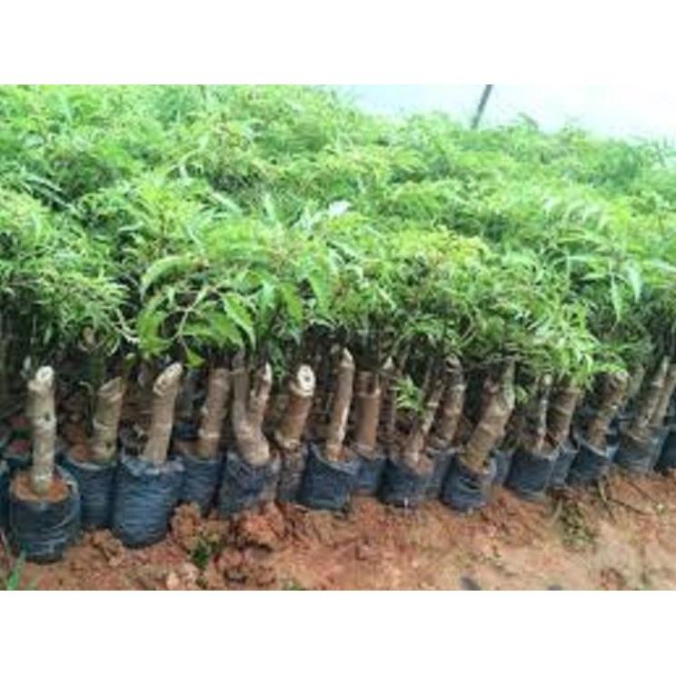 COMBO 5 Cây giống ĐINH LĂNG TA LÁ NHỎ - NHÂN SÂM CỦA VIỆT NAM
