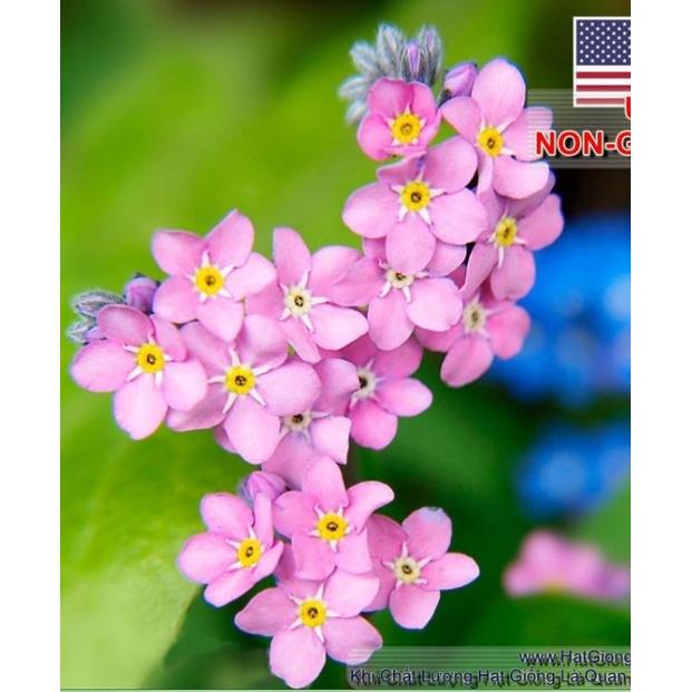 Hạt giống hoa lưu ly hoa màu hồng - 1 gói 100 hạt
