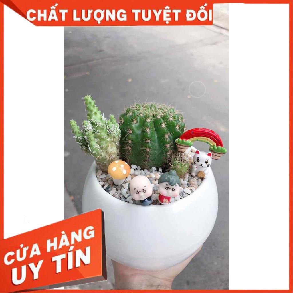 Chậu xương rồng tiểu cảnh Nhiều Người Mua