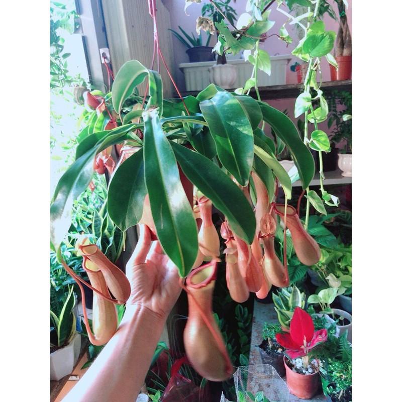 Chậu Cây Nắp Ấm Bắt Côn Trùng