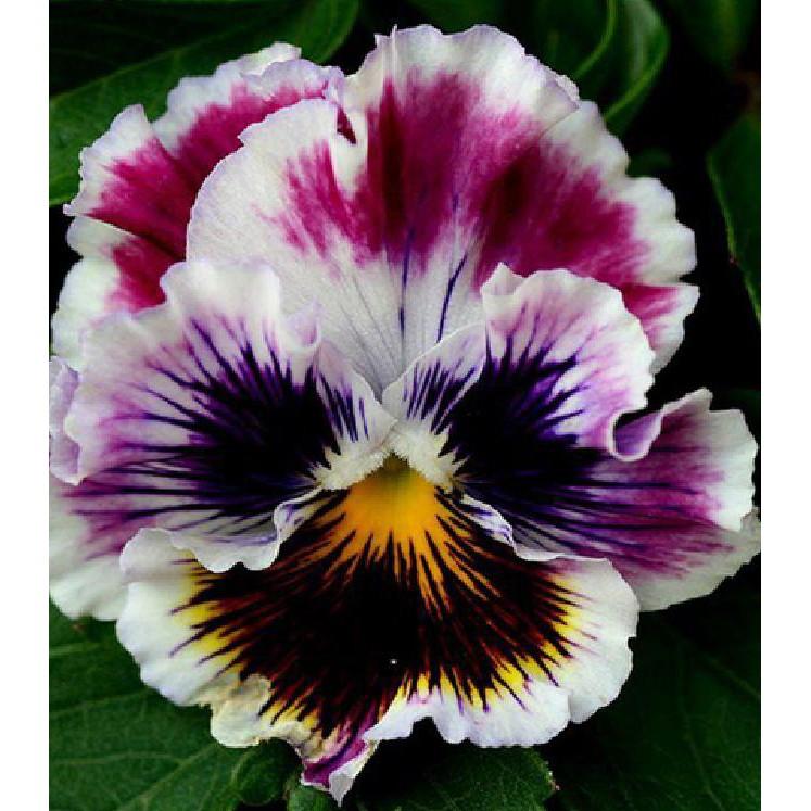 Hạt giống hoa pansy hoa cánh kép nhiều màu 50hạt/gói