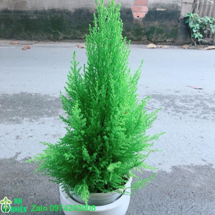 Chậu Cây Tùng Thơm